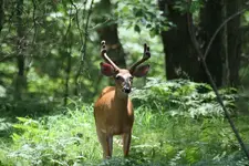 buck.webp
