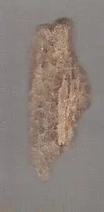 StreamGemPetWoodPoints1.webp