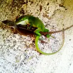 lizardporn.webp