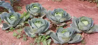 100_0914.webp