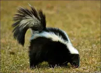 skunk-picture[1].webp