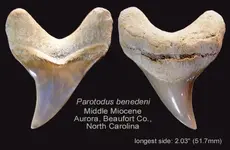 parotodusaurora.webp