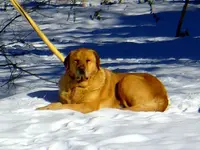 Jesse & snow 2.webp