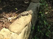 lizzard.webp
