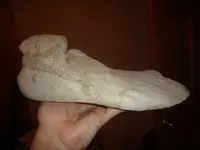 bigfoot3.webp