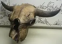 Bison antiq.webp