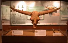 Bisonlatifrons.webp