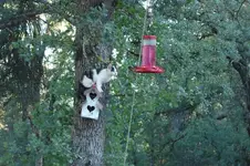 wizie_humming bird.webp