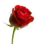 rose.webp