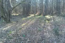 roadwellandappletree.webp