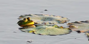 bfrog.webp