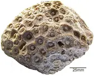 lithostrotionella.webp lithostrotionella.webp
