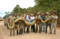 big-snake.webp