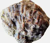 lithostrotionellaB.webp lithostrotionellaB.webp