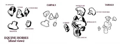horseanklebones.webp