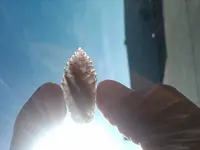 Obsidian Point 2011.webp