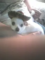 chichi.webp