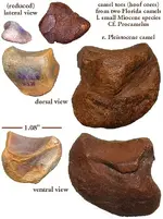 camelunguals2.webp