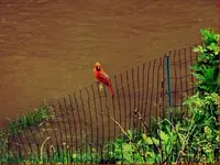 redbird relief.webp