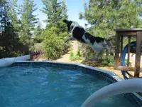 Air Trapper 2011.webp