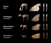 702px-Equine_evolution.webp