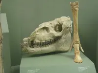 800px-Megahippus_mckennai.webp