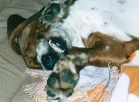 Buddy_sleep02.webp
