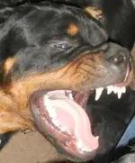 025_crop.webp