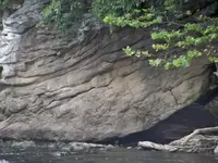 turtle 0.webp