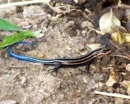 lizard.webp lizard.webp