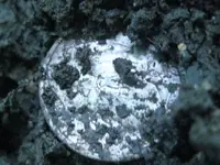 6-5-11 Finds 002.webp