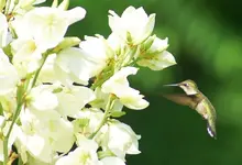 DSC05065.webp