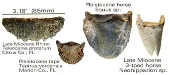 perissodactyl.unguals.webp