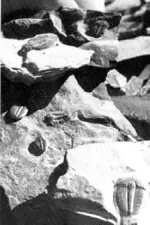UDigFossils.webp