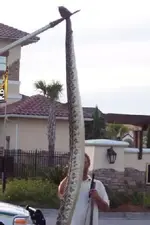 florida rattler 2.webp