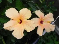 009.webp