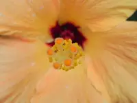 010.webp