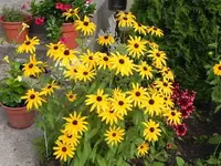012.webp