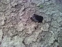 0602111509a.webp