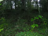 Photo up to trail.webp