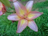 bloomn lily.webp