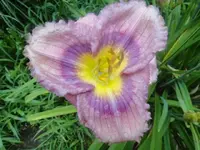 purple lily.webp