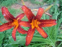 red lily.webp