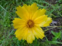 yellow flower.webp