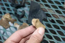 metacarpal4.webp