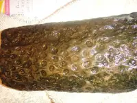 petrified wood 2.webp
