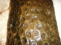 petrified wood 3.webp