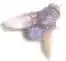 fly.webp