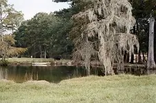 Cows.pond.webp