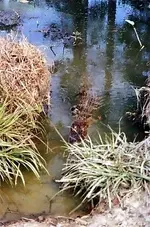 gator.1.webp